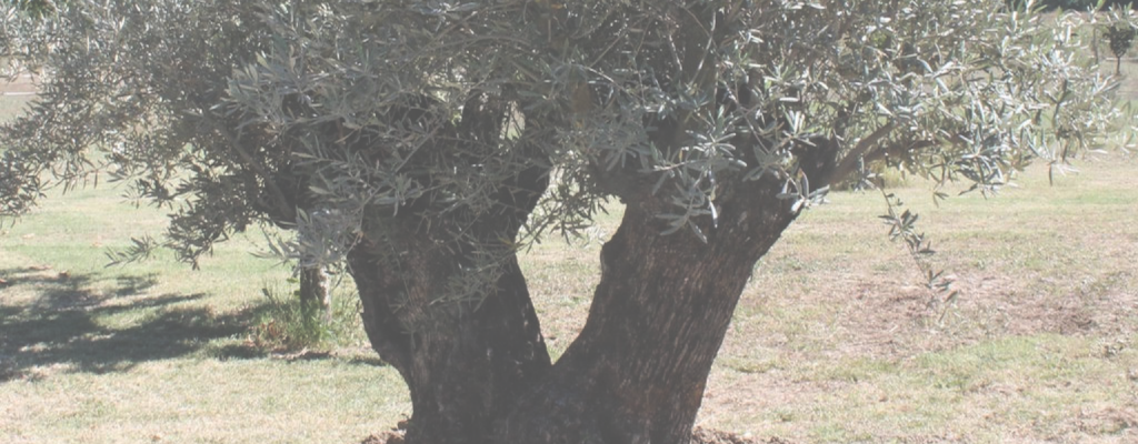 Arbre clévoluence Fondatrice de clévoluence Chantal Wacquant Fondatrice de clévoluence Chantal Wacquant